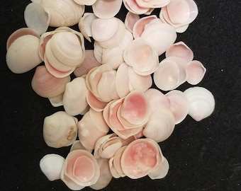 Rose cup shells 100 pcs 3/8" - 5/8"