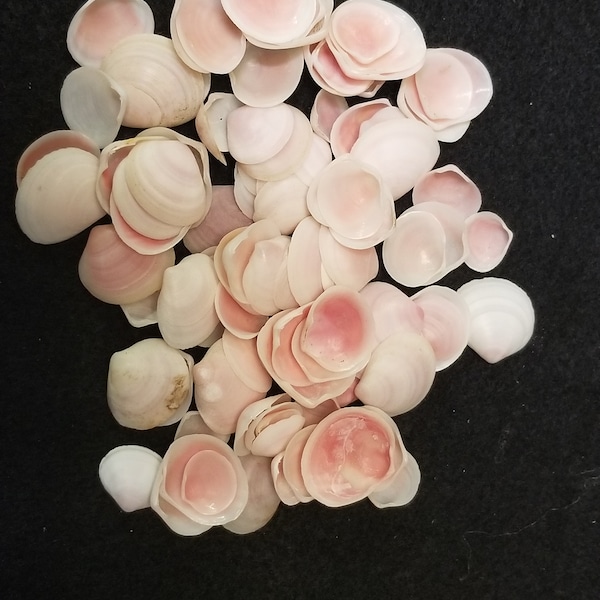 Rose cup shells 100 pcs 3/8" - 5/8"