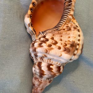 May include: A large, ornate seashell with a spiral shape. The shell features a mix of brown, tan, and white patterns, with a smooth, glossy exterior. The interior is a warm orange color, and the edges have a textured, striped design.