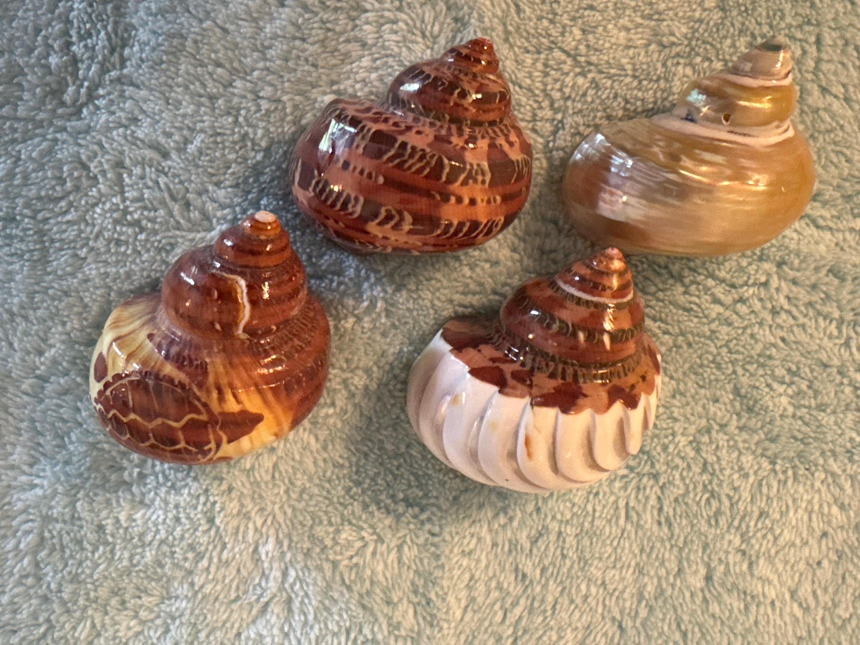 Tapestry turbos set of 4, ribbed, gold, turtle and polished. Shell openings 7/8 - 1 1/8 - hermit crab safe
