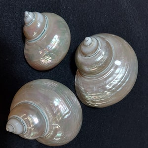 Pearlized jade turbo 1 7/8 - 2 1/8 inch opening jumbo hermit crab this is for 1 shell