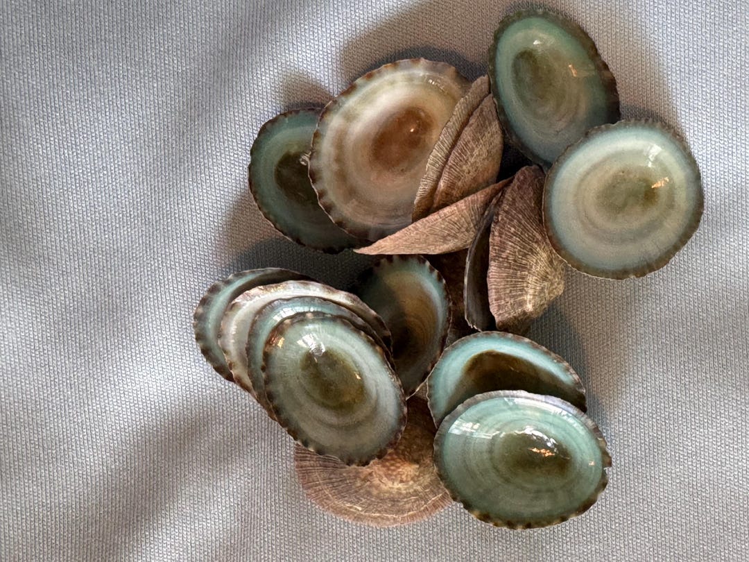 Aqua Limpets, Hand Picked Sizes Small, Medium and Large - Etsy
