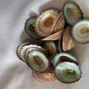 Puede incluir: Una colección de pequeñas conchas iridiscentes con un esquema de color azul verdoso y marrón. Las conchas están dispuestas en una pila, con algunas superpuestas.