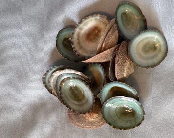 Aqua Limpets, hand picked sizes small, medium and large