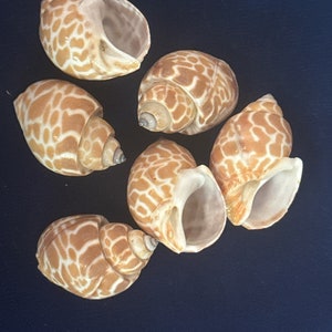 Puede incluir: Seis conchas marrones y blancas con un diseño estampado. Las conchas están dispuestas en un grupo sobre un fondo azul oscuro.
