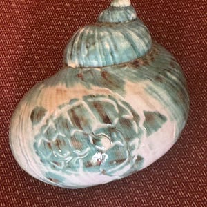 Jumbo Jade Turbo Shell: Carved Turtle, Hermit Crab Safe opening sizes over 2 inches