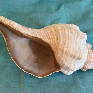 Op de afbeelding: Een grote, beige conchschelp met een spiraalvorm en een brede opening. De schelp heeft een textuur met ribbels en een glad interieur. De schelp heeft een natuurlijke, organische vorm en is een decoratief item.