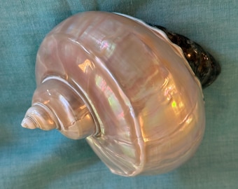 Turbo marmoratus perlado de 5 1/2 pulgadas