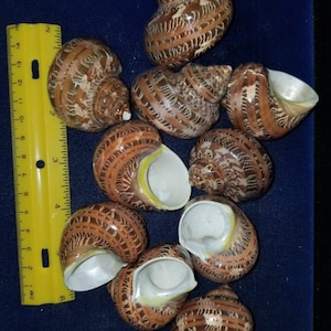 May include: A collection of brown and cream-colored seashells with spiral patterns and open interiors. The shells are arranged on a dark blue surface, with a yellow ruler providing scale.