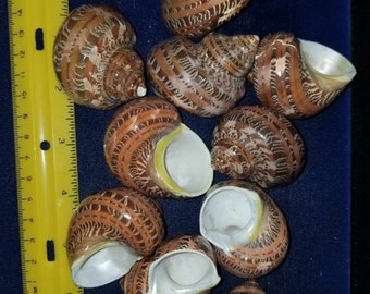 Turbante de tapiz con conchas marinas y cangrejo ermitaño, juego de 10 (aberturas de 1 a 1 1/4 pulgadas)