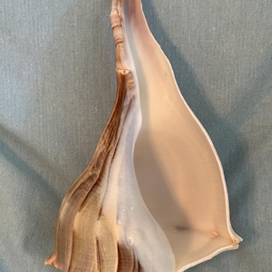 May include: A large, elongated conch shell featuring a smooth, cream-colored interior and a textured exterior with swirling patterns of light brown, tan, and white. The shell has a tall, pointed spire and a wide, open aperture with a curved edge.