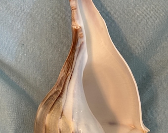 lightning whelk Florida very nice and xl size 10 inches