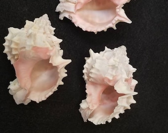 Murex, juego de 3 murex de boca rosa con abertura de 1 3/8 a 1 1/2"