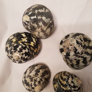 Elster (Pica) Muscheln Einsiedler Krabbe oder Handwerk 3/4 '- 1 1/2' Öffnungen