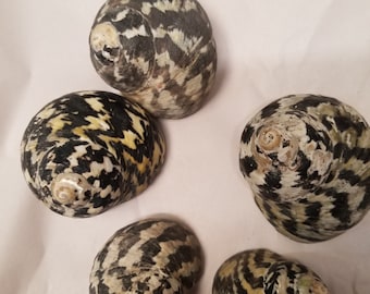 Conchas de urraca (Pica) para cangrejo ermitaño o artesanías con aberturas de 3/4" a 1 1/2".