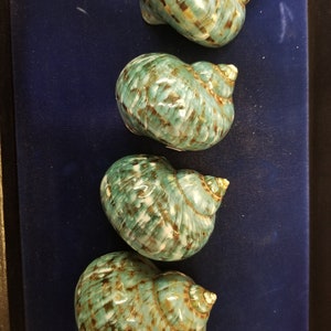 May include: Four decorative ceramic seashells in varying sizes. The shells are primarily teal with brown and white accents, and a glossy finish. The shells are arranged vertically on a dark blue surface.