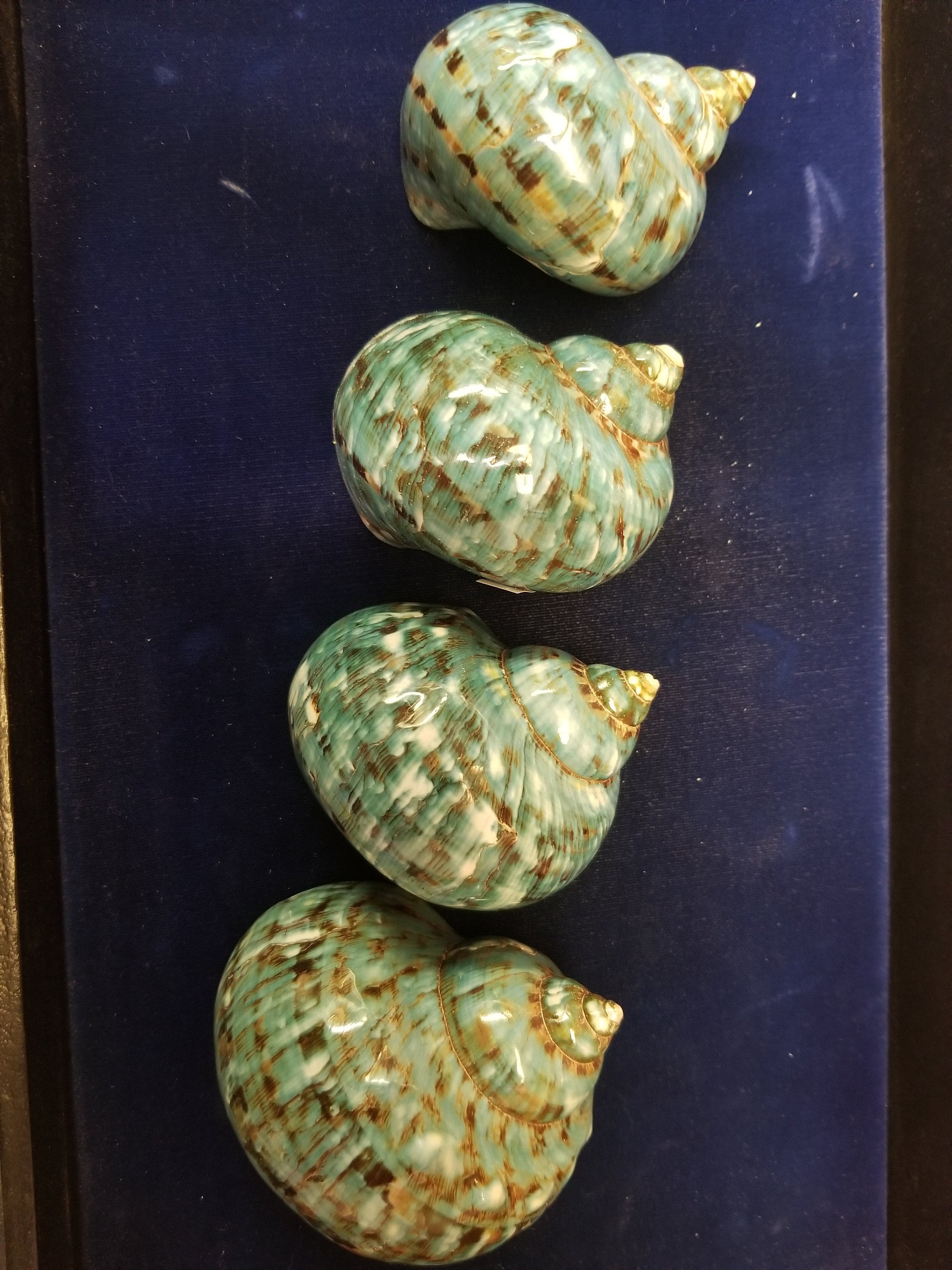 Jade turbo jumbo size polished 1 1/2 - 2 1/4  opening