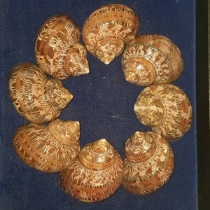 Może przedstawiać: Kolekcja ośmiu brązowych i beżowych muszli ułożonych w okrąg. Muszle mają spiralne wzory i szczegółowe tekstury. Są prezentowane na ciemnoniebieskiej powierzchni.