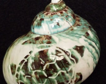 Jade turbo Hermit crab jumbo carved turtle safe for hermit crabs