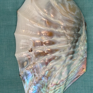 May include: A large, iridescent seashell with a pearlescent sheen. The shell displays a range of colors, including white, gold, blue, and green, with a textured surface. The shell's shape is irregular, with a fan-like structure.