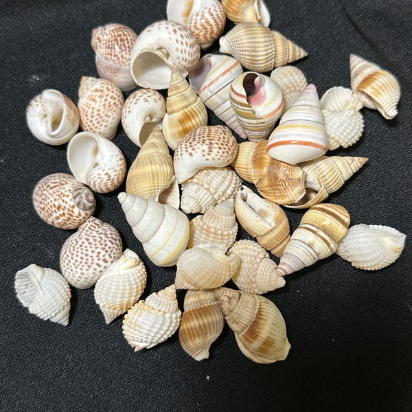 Hermit crab shells @ 3/8 - 3/4 opening 35 assorted pieces non-round