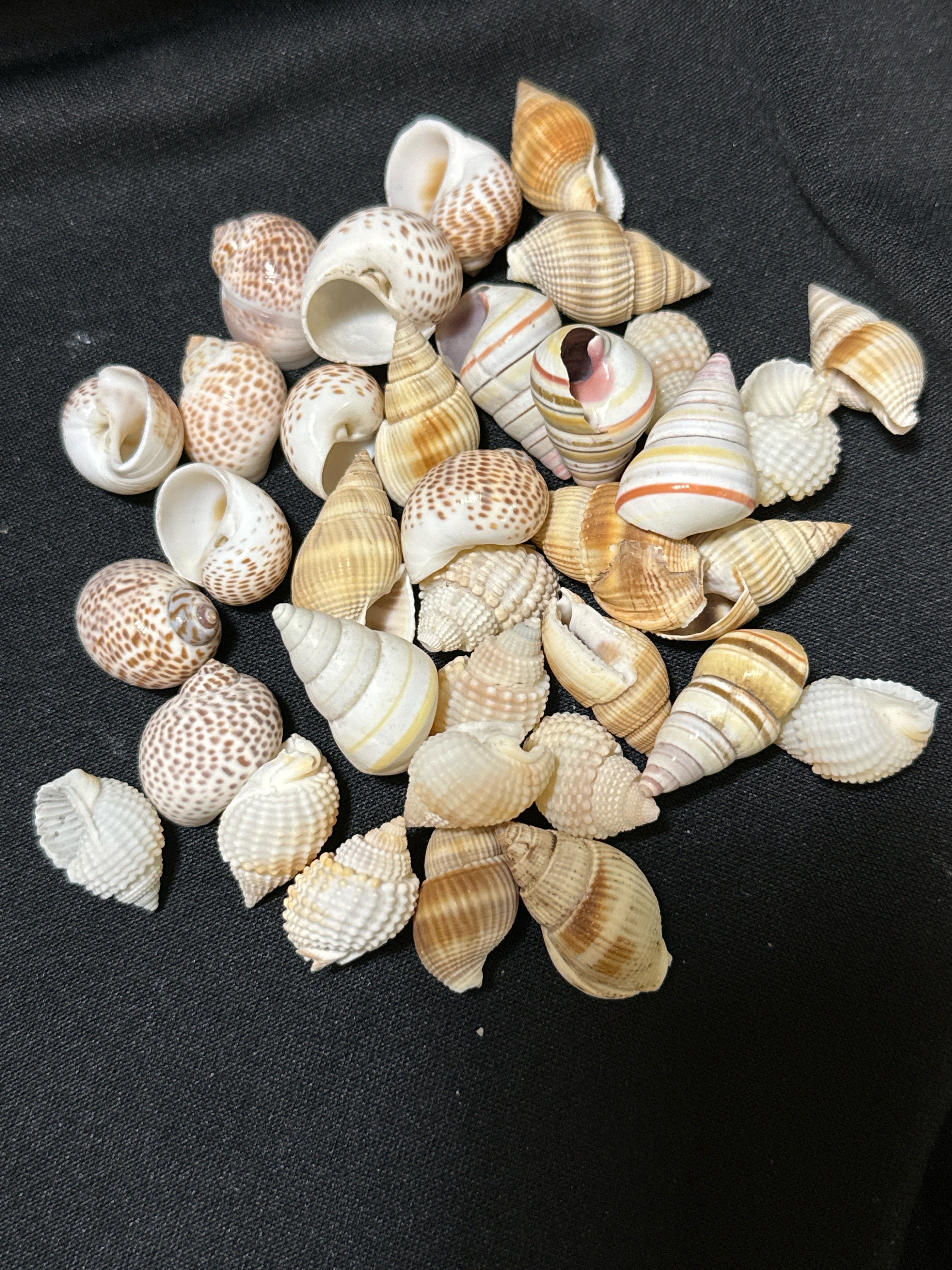 10-30mm Natural Spiral Shell Beads, Drilled Seashells, Sea Shells, Nautical  Style, Summer Jewelry Making, Tropical Theme, 10-30x14-18x5-6mm