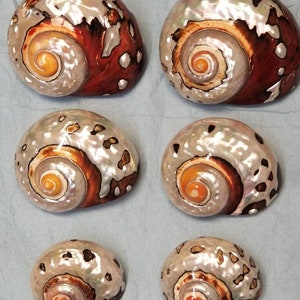 Turbo sarmaticus 1 1/16 - 1 3/4 opening polished, natural colors. Safe for hermit crabs.
