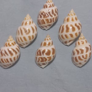 Areola Babylon Seashells XL - Babylonia Areolata - (3 shells approx. 2-2.5  inches)