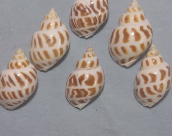 Juego de 6 piezas de Babylonia areolata con abertura de 1" a 1 1/4".