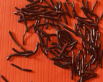 Black coral polished pieces 30 pieces