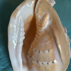 Könnte beinhalten: Eine große, beige Muschelschale mit glatter, glänzender Außenseite. Das Innere der Schale ist cremeweiß und geht in ein warmes Hellbraun mit dunkleren braunen Markierungen über. Die Öffnung der Schale zeigt eine strukturierte Oberfläche.