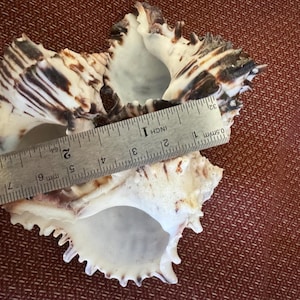 May include: A large, white seashell with brown and black markings. The shell has three openings and is measured with a ruler that shows 7.6 cm.