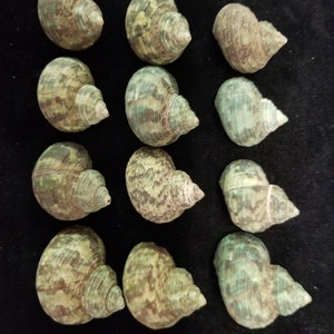 Turbos, small green 3/8&quot; - 3/4&quot; opening sets of 12 or 8