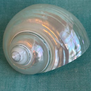 May include: A pearlescent, iridescent seashell with a spiral design. The shell has a smooth, polished surface with a range of colors, including white, blue, and hints of pink. The shell is set against a teal background.