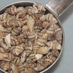 May include: A close-up of a metal measuring cup filled with small, brown and white seashells.