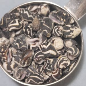 Puede incluir: Una cuchara medidora plateada llena de pequeñas conchas marinas estampadas. Las conchas son principalmente negras y blancas con intrincados diseños de rayas y zig-zag. Algunas conchas tienen un tono marrón o marrón. La cuchara está sobre un fondo gris claro.