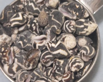 Lightning Dove shells tiny shells 1/2 - 5/8 inch 1/4 cup
