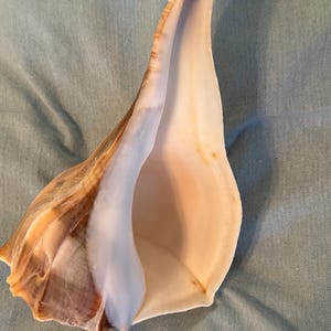 May include: A large, cream-colored seashell with brown and tan accents. The shell has a wide opening and a curved, elongated shape. The shell measures 10 1/4 inches in length.