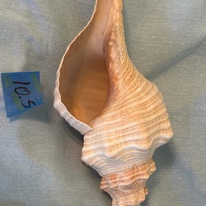 May include: A large, beige conch shell with a spiral shape and textured surface. The shell has a wide opening and a pointed tip. The shell measures 10.5 inches in length. The shell is set against a light blue background.
