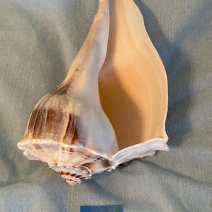 Könnte beinhalten: Eine große, cremefarbene Concha-Muschel mit braunen und hellbraunen Markierungen. Die Schale hat eine glatte, glänzende Außenseite und eine breite, offene Mündung. Die Schale ist etwa 30,2 cm lang.