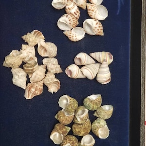 Hermit crab shells small set of 35 assorted 1/2 - 3/4 opening