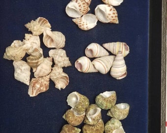 Conchas de cangrejo ermitaño, juego pequeño de 35 unidades surtidas, con abertura de 1/2 a 3/4.