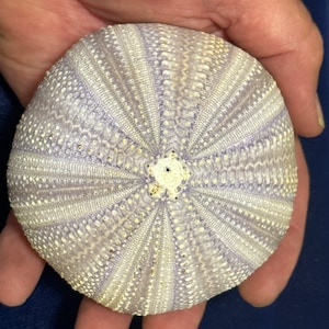 Sea urchin large purple @ 3.5 inches 1 piece