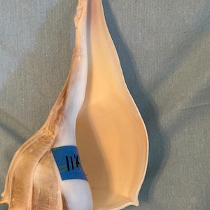 May include: A large, elongated conch shell with a smooth, cream-colored interior and a textured, light brown exterior. A blue rectangular sticker is attached to the side of the shell, featuring the handwritten black text 11 1/4 inches.