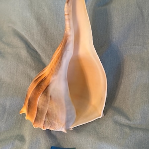 May include: A large, beige conch shell with brown and white accents. The shell has a smooth, polished surface and a distinctive spiral shape. A blue tag with the number 10 1/4 is at the bottom.