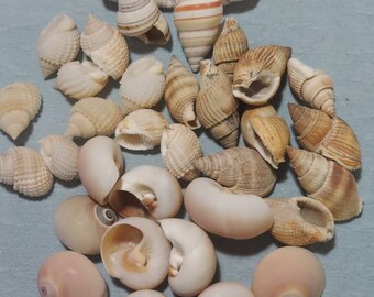 Hermit crab shells @ 3/8 - 3/4 opening 35 assorted pieces non-round