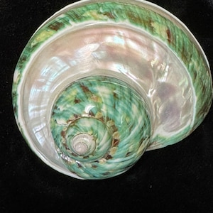 May include: A green and white seashell with a pearly iridescent interior. The shell has a spiral pattern and a smooth, glossy surface.