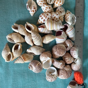 Hermit crab shells @ 3/8 - 3/4 opening 35 assorted pieces non-round