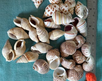 Conchas de cangrejo ermitaño con abertura de 3/8 a 3/4 de pulgada, 35 piezas surtidas no redondas