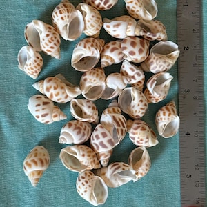 以下が含まれることがあります： クリーム色と茶色の斑点模様の、螺旋状の形をした小さな貝殻のコレクション。貝殻はターコイズブルーの表面に散らばっています。背景には、センチメートル単位の測定値が記載された定規があります。